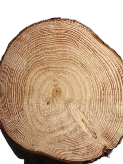 Cashmere Wood